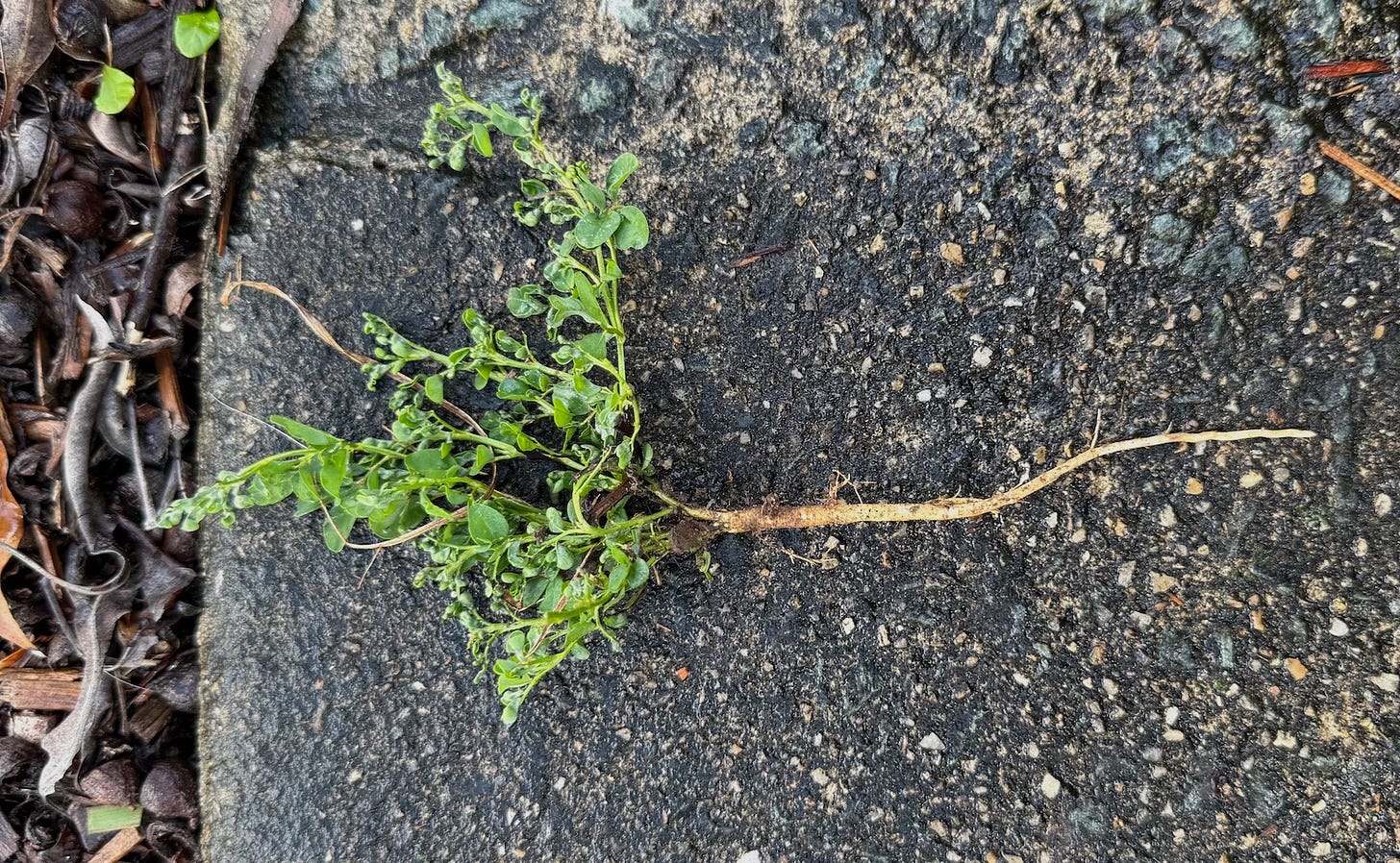 a weed removed and laying on the concrete path