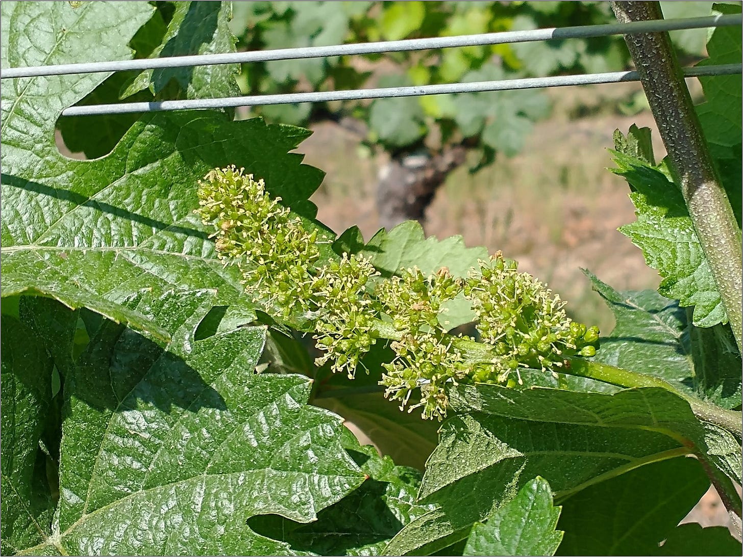 Erath Clone 95 Pinot Noir in full bloom, vintage 2023.