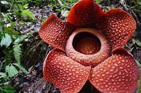 A large red dimpled flower with ferns in the background.
