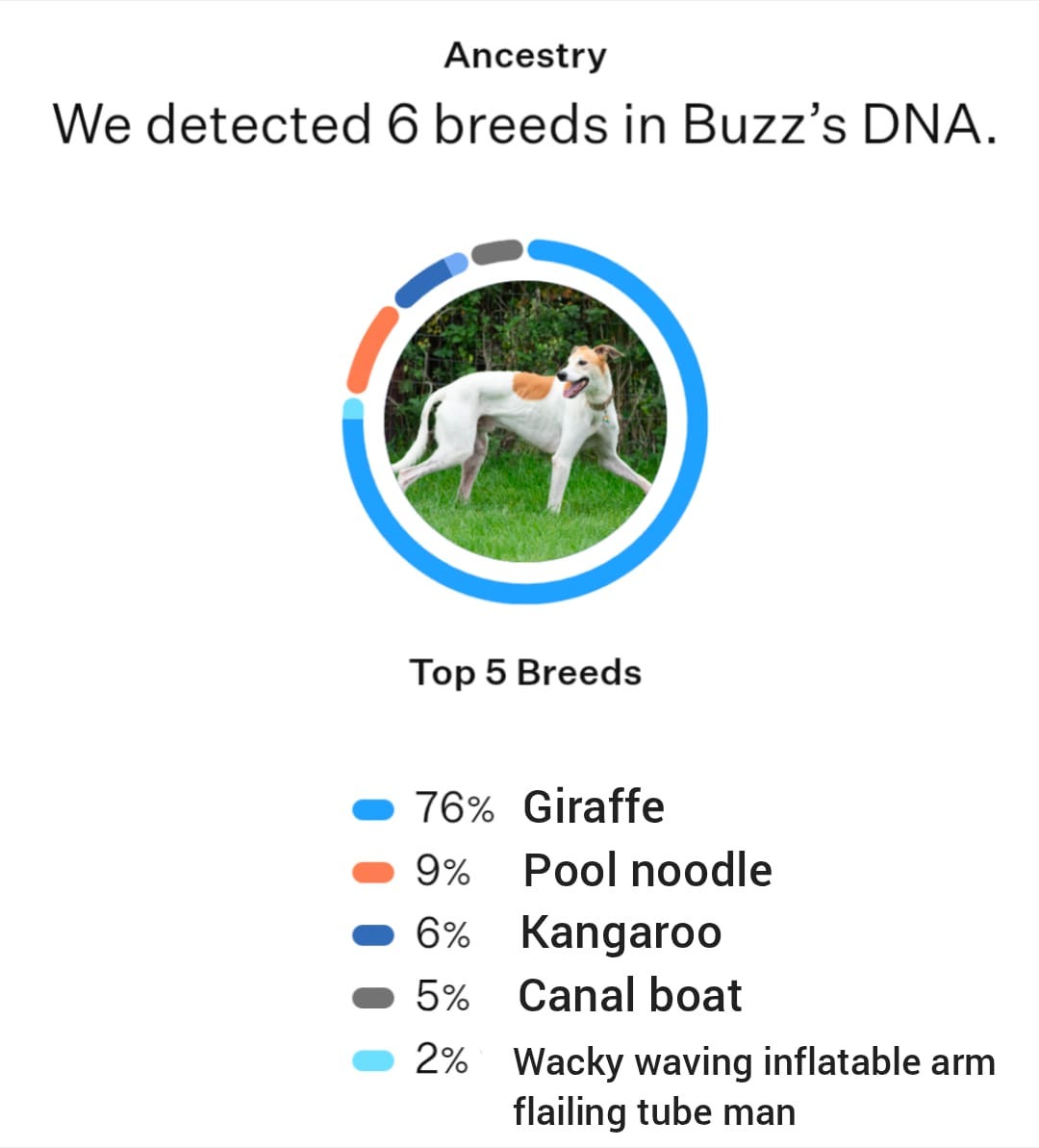DNA test results for Buzz. Is that right? 76% giraffe, 9% pool noodle, 6% kangaroo, 5% canal boat, 2% wacky waving inflatable arm flailing tube man