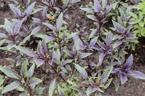 various varieties of purple basil plants