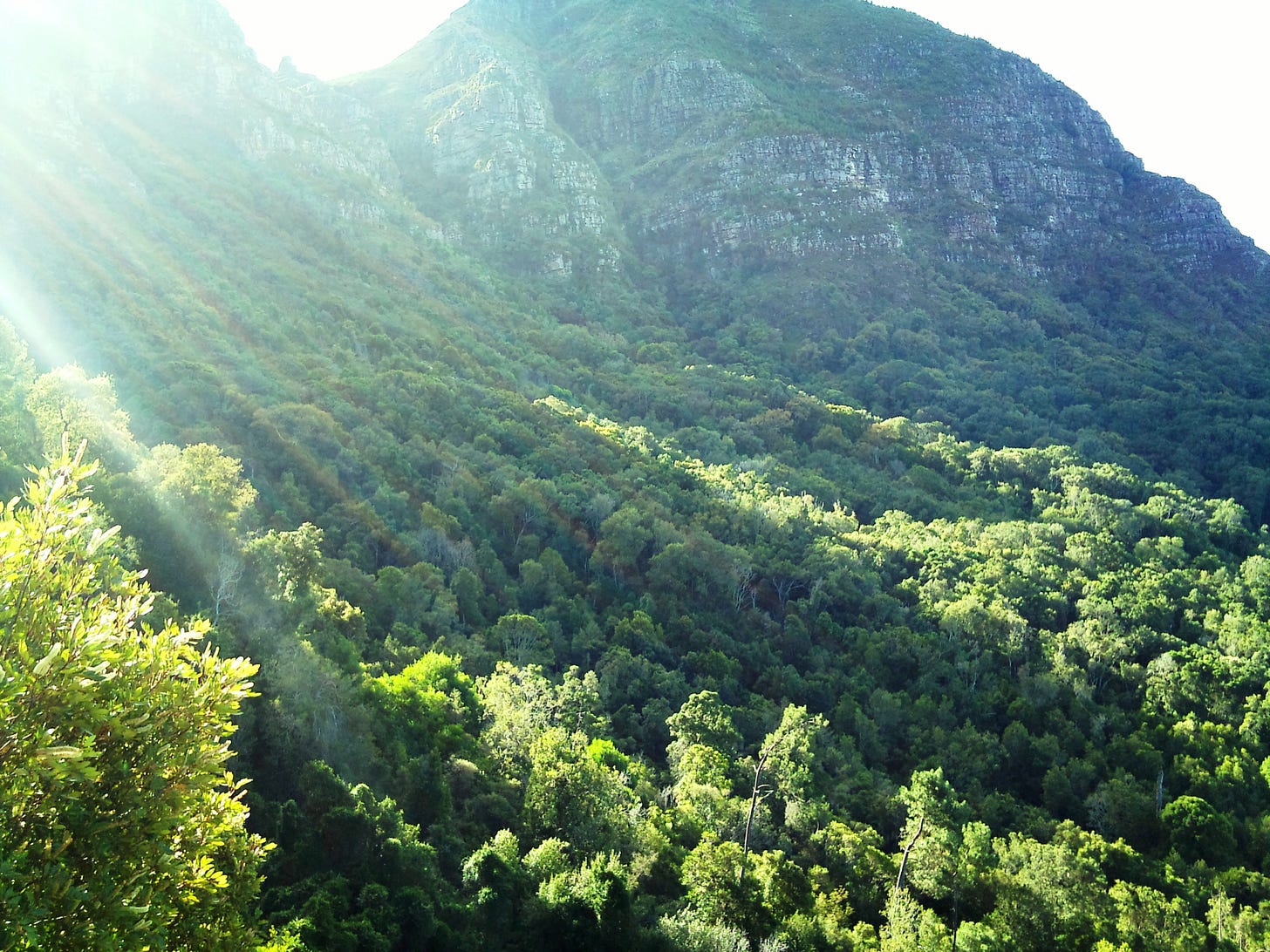 Newlands Forest - Wikipedia