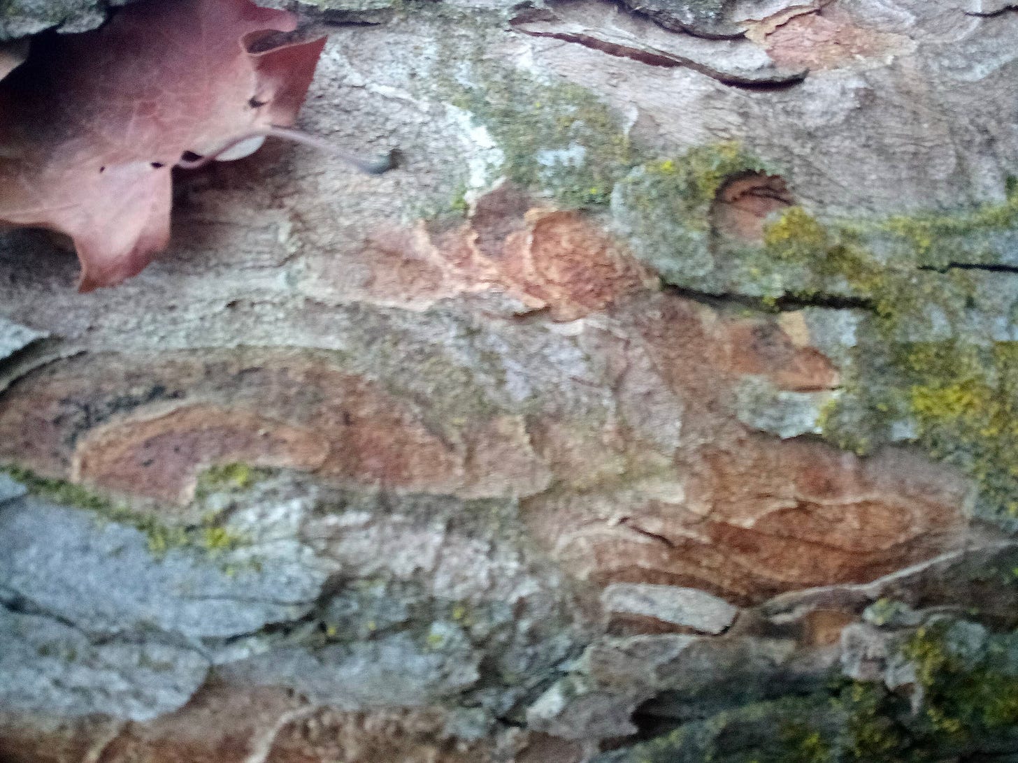 Colorful winter tree bark