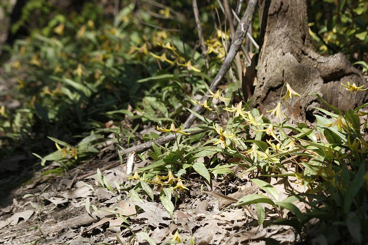 White & Yellow Trout-lilies