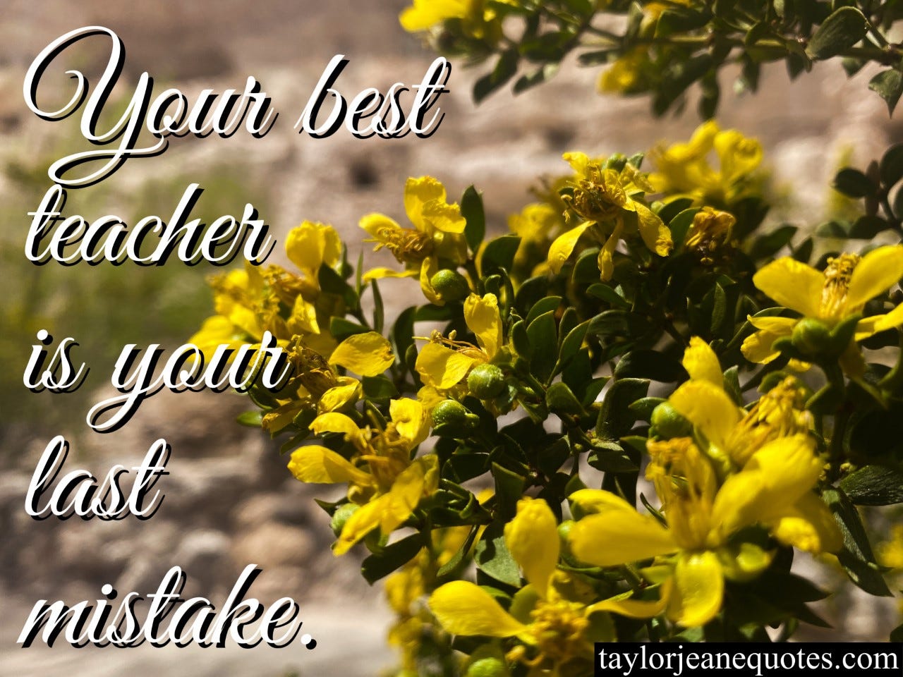 taylor jeane quotes, taylor jeane, taylor wilson, motivational daily quote email, inspirational daily quote email, motivational quotes, inspirational quotes, teacher quotes, mistake quotes, never give up quotes, learn quotes, growth quotes, yellow flowers, your best teacher is your last mistake quote, life quotes, mistakes and learning quotes