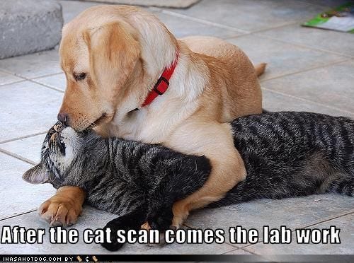 yellow labrador retriever puppies images | Dogs hugging, Cute animals,  Animals friendship