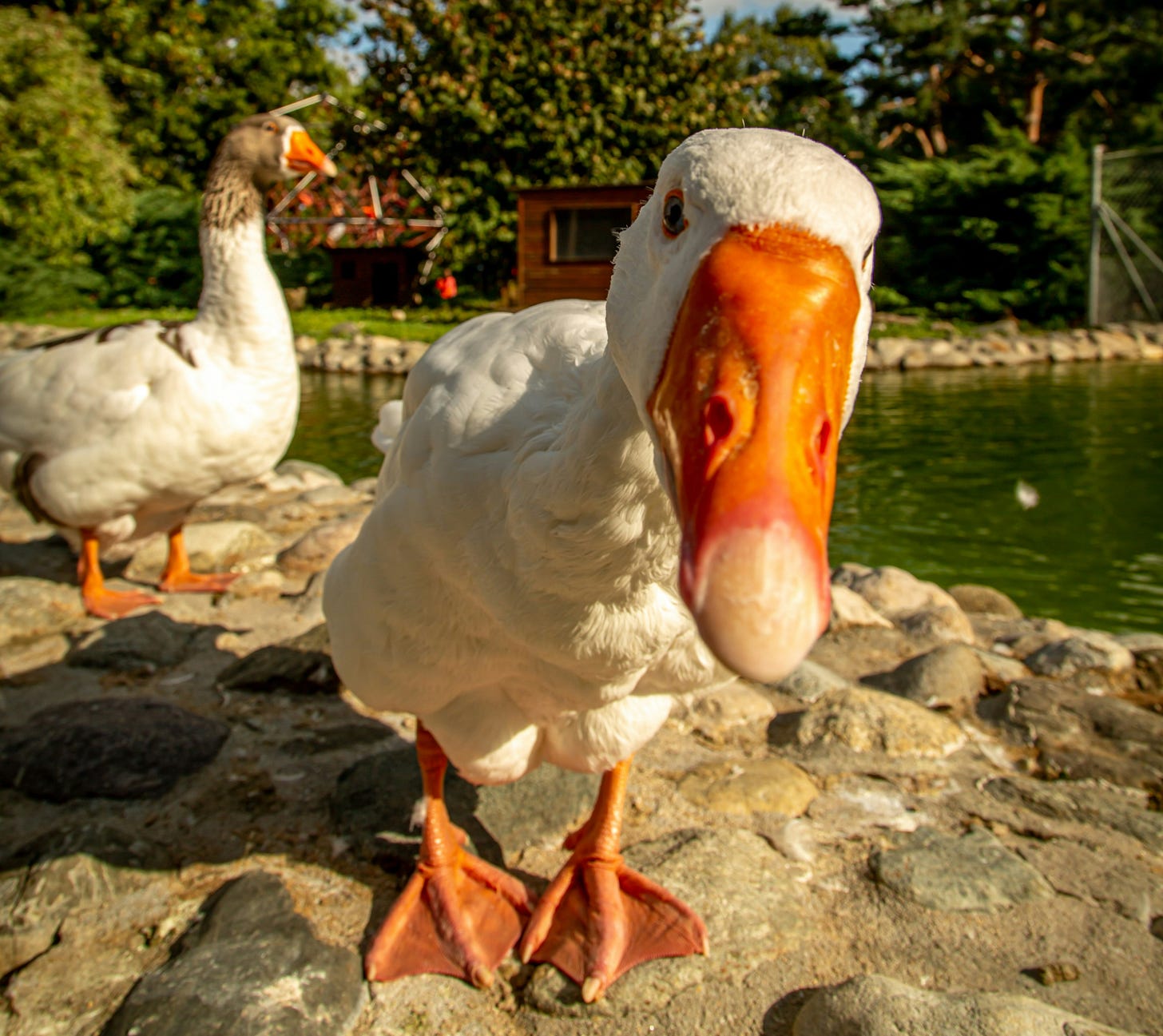 Close-up shot of a white goose with an orange bill and feet Close-up shot of a white goose with an orange bill and feet