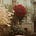 نِضال🌷's avatar