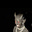 stopfemicide's avatar
