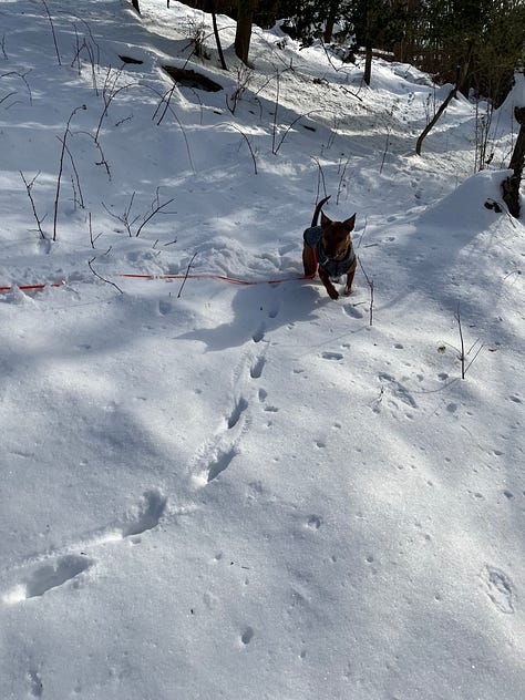 Photos depicting winter skies, snowfall and pets surviving the cold weather.