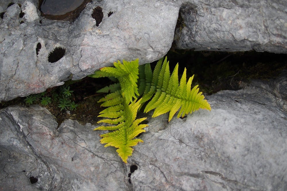 green fern between gray rocks green fern between gray rocks