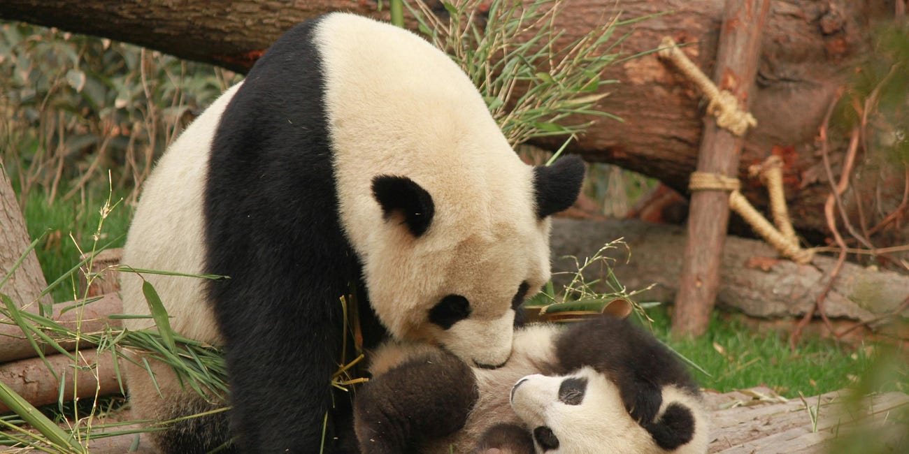 The Case Against Pandas at the San Francisco Zoo