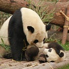 The Case Against Pandas at the San Francisco Zoo