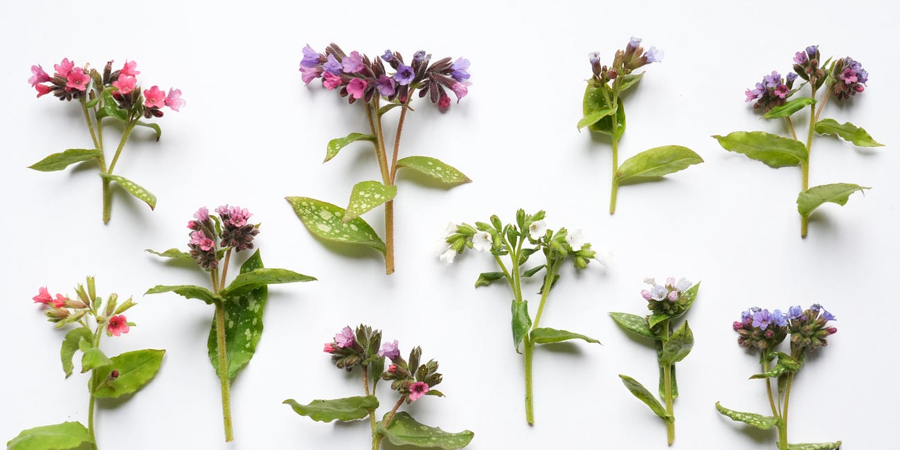 Pulmonaria: the best to grow