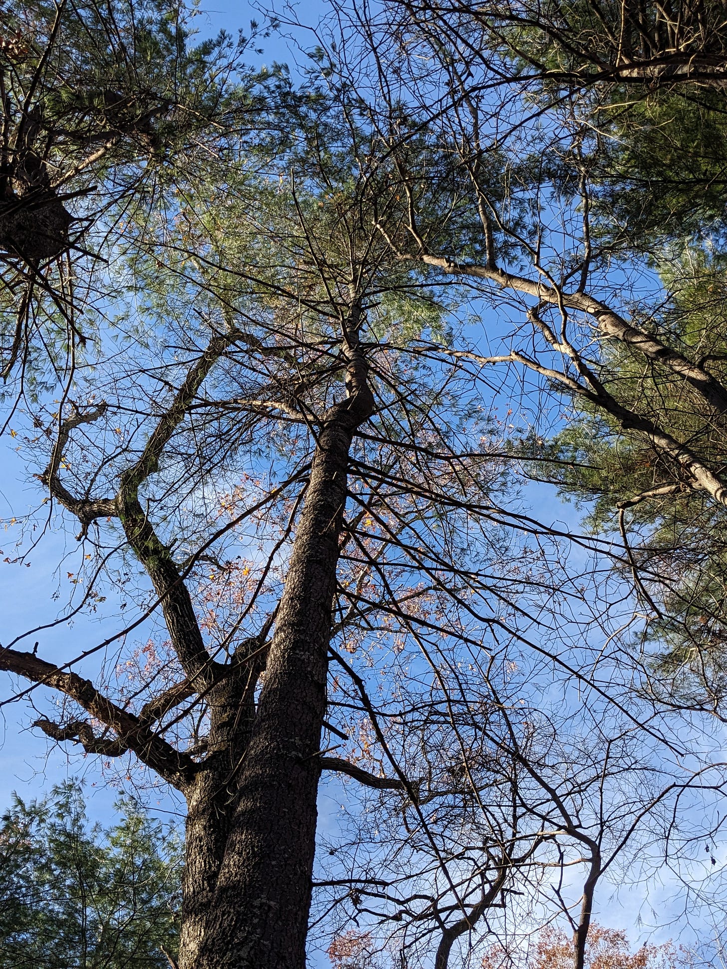 Pine trees seen from below