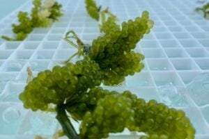 Caulerpa racemosa macroalgae Caulerpa racemosa macroalgae