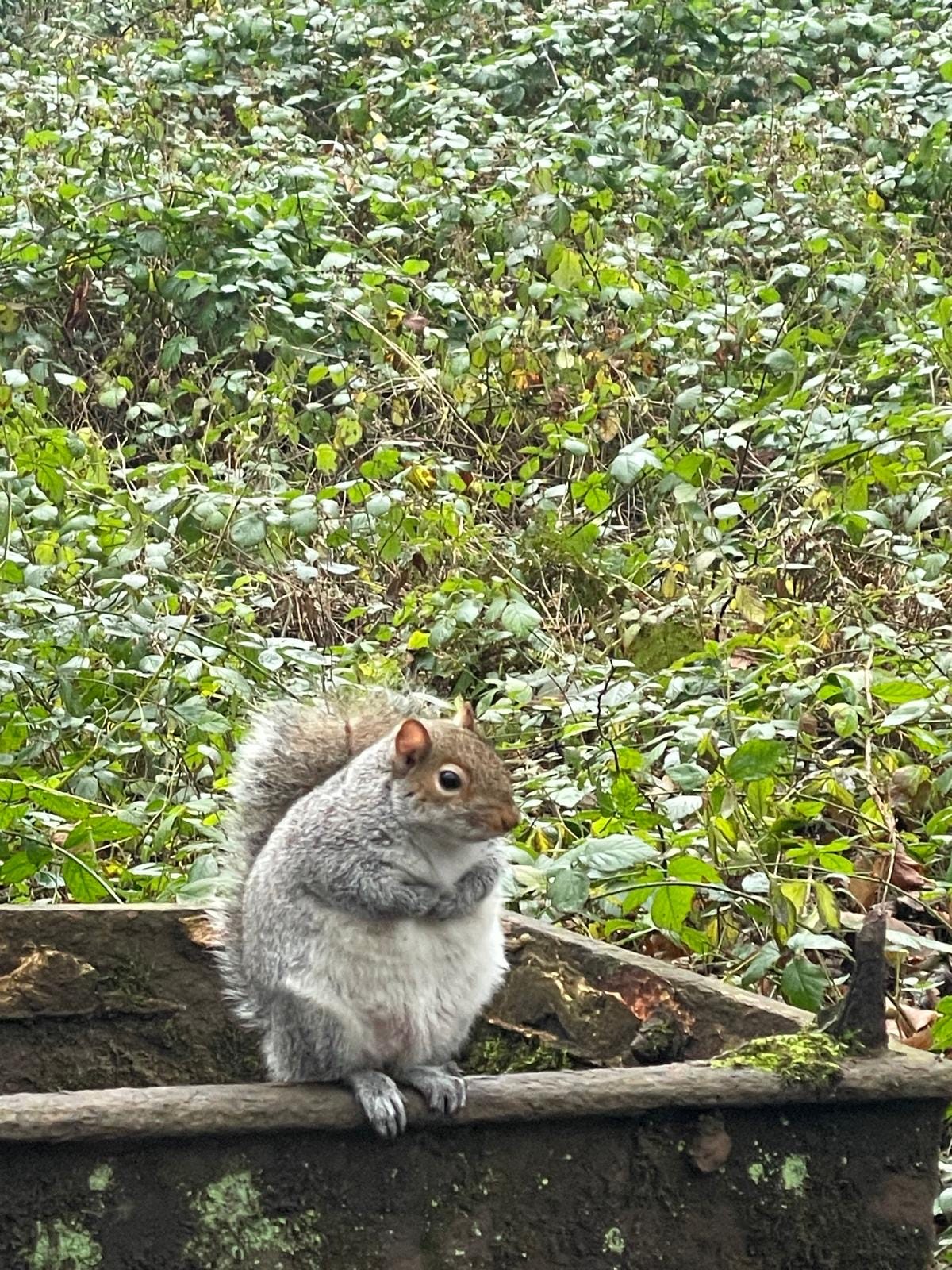A grey squirrel sitting on its hind legs on the edge of an old water trough.