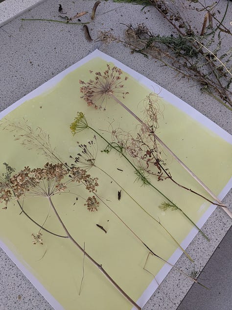 developing botanical cyanotypes