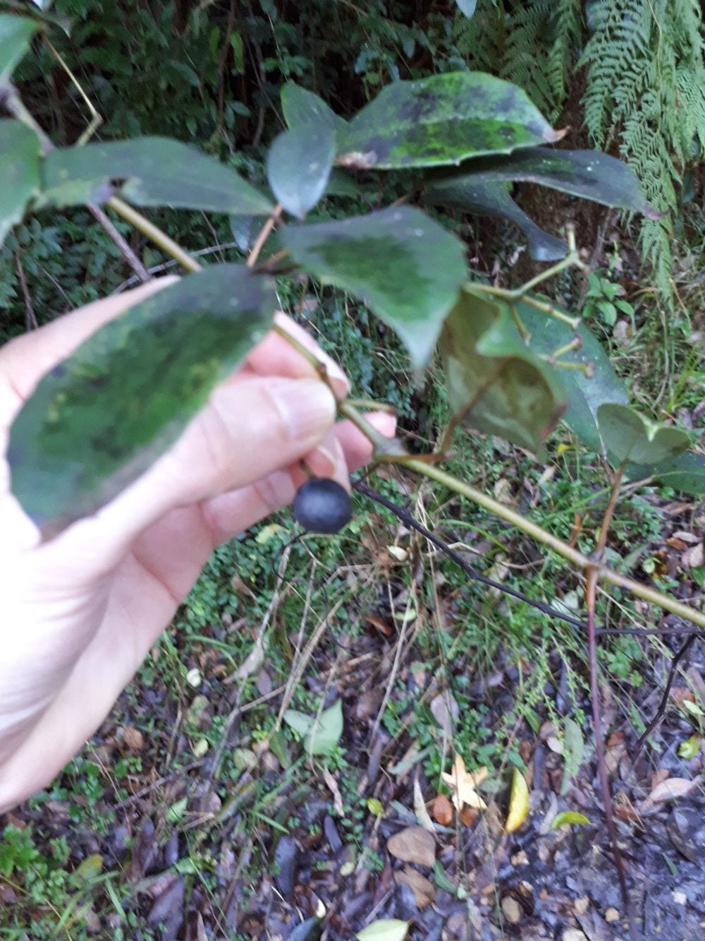 Cissus hypoglauca [grape] sml.jpg
