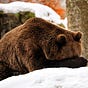 SadAndColdNortheastBear's avatar