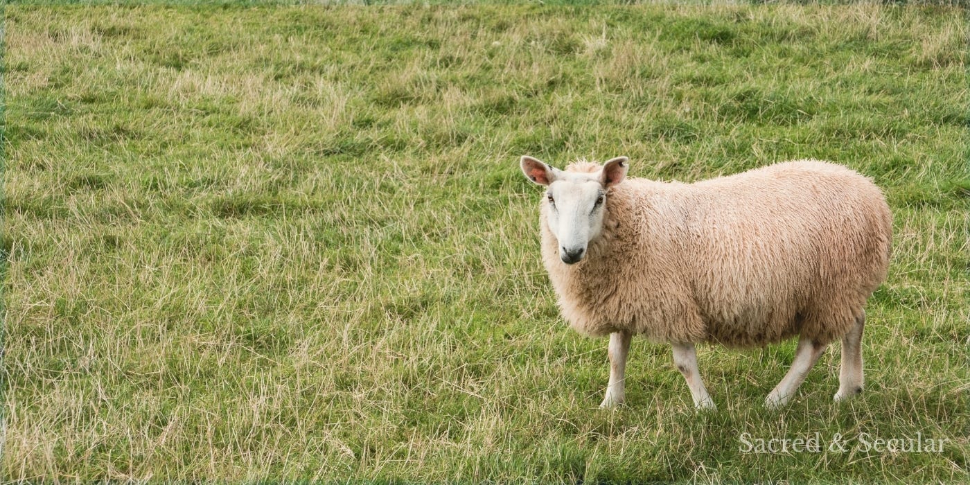 A lone sheep standing in a grassy field, looking towards the camera, with open pasture stretching into the distance. The image evokes the quiet, ordinary world of a shepherd long before David ever faced Goliath. A lone sheep standing in a grassy field, looking towards the camera, with open pasture stretching into the distance. The image evokes the quiet, ordinary world of a shepherd long before David ever faced Goliath.