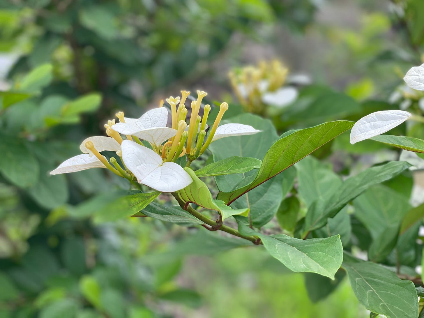 A growing flower. Photo by Osioke Itseuwa.