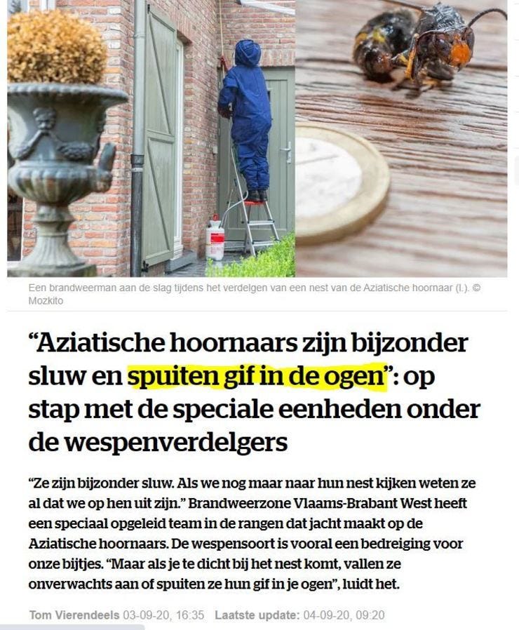 Aziatische hoornaars zijn sluw, vallen onverwachts aan en spuiten met gif. Het zijn net mensen!