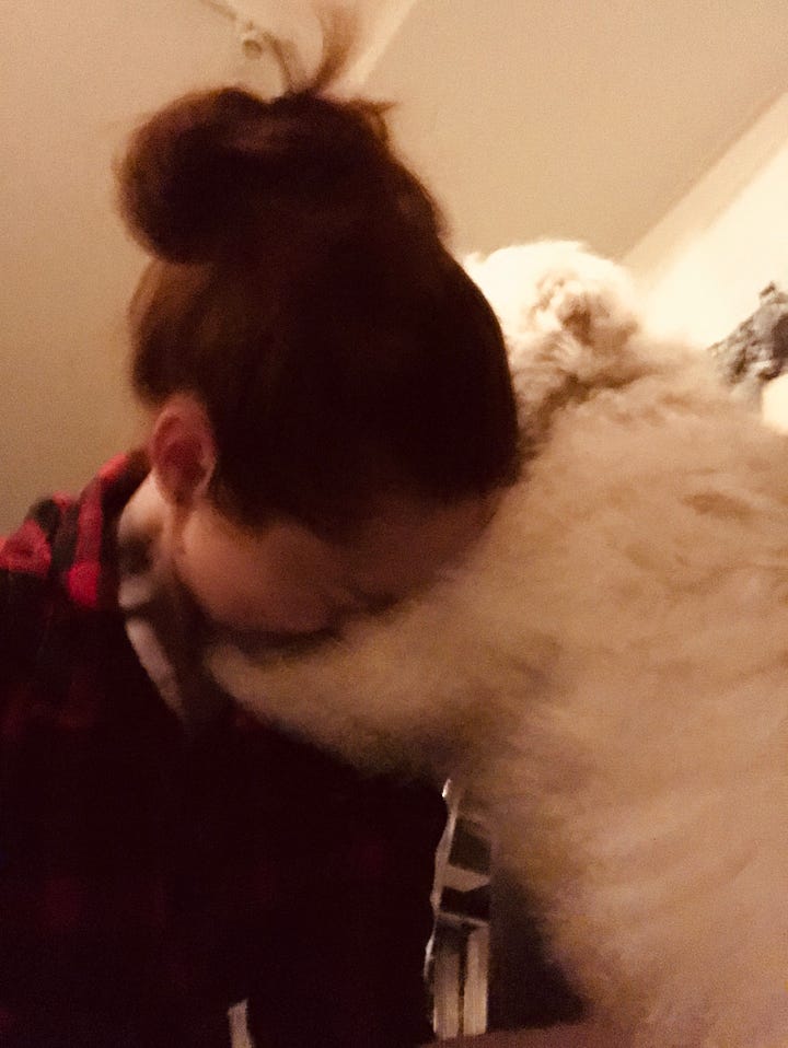 two close-up action-blurred photos of small, fluffy dogs lovingly attacking a person with dark hair and pale skin. the person is laughing