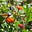 The Learning Garden's avatar