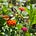 The Learning Garden's avatar
