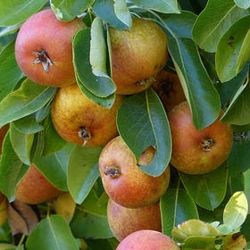 Rx for Healthy Living