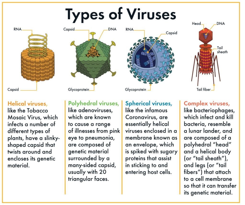 Four types of viruses. Four types of viruses.