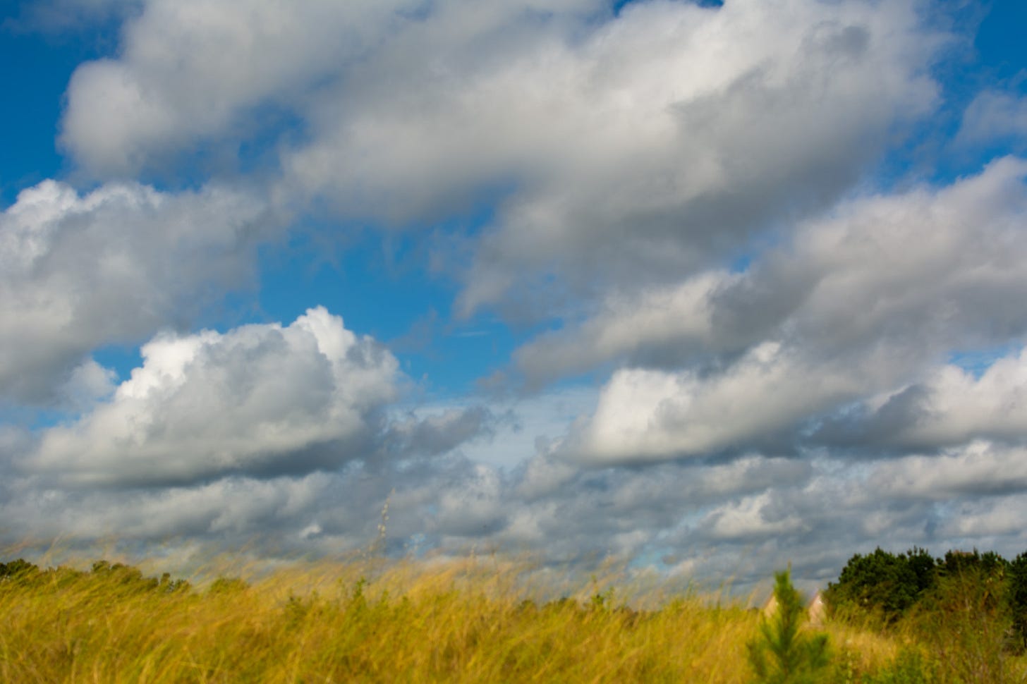 Fluffy cumulus clouds with a sea of wild grass in the bottom of the frame where sky and land meet