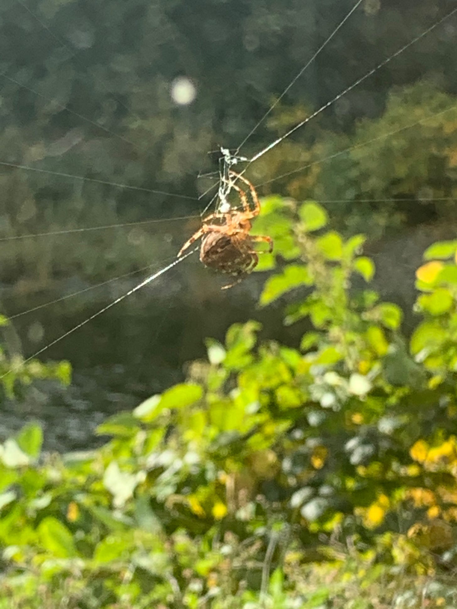 Orb Weaver working her way through shoring the integrity of a new web.