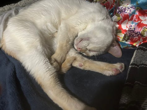 Nine images of Snow, a flame-point Siamese cat, resting in various cozy spots throughout her final year. Her expressions shift from serene to curious, capturing her enduring spirit and gentle presence.