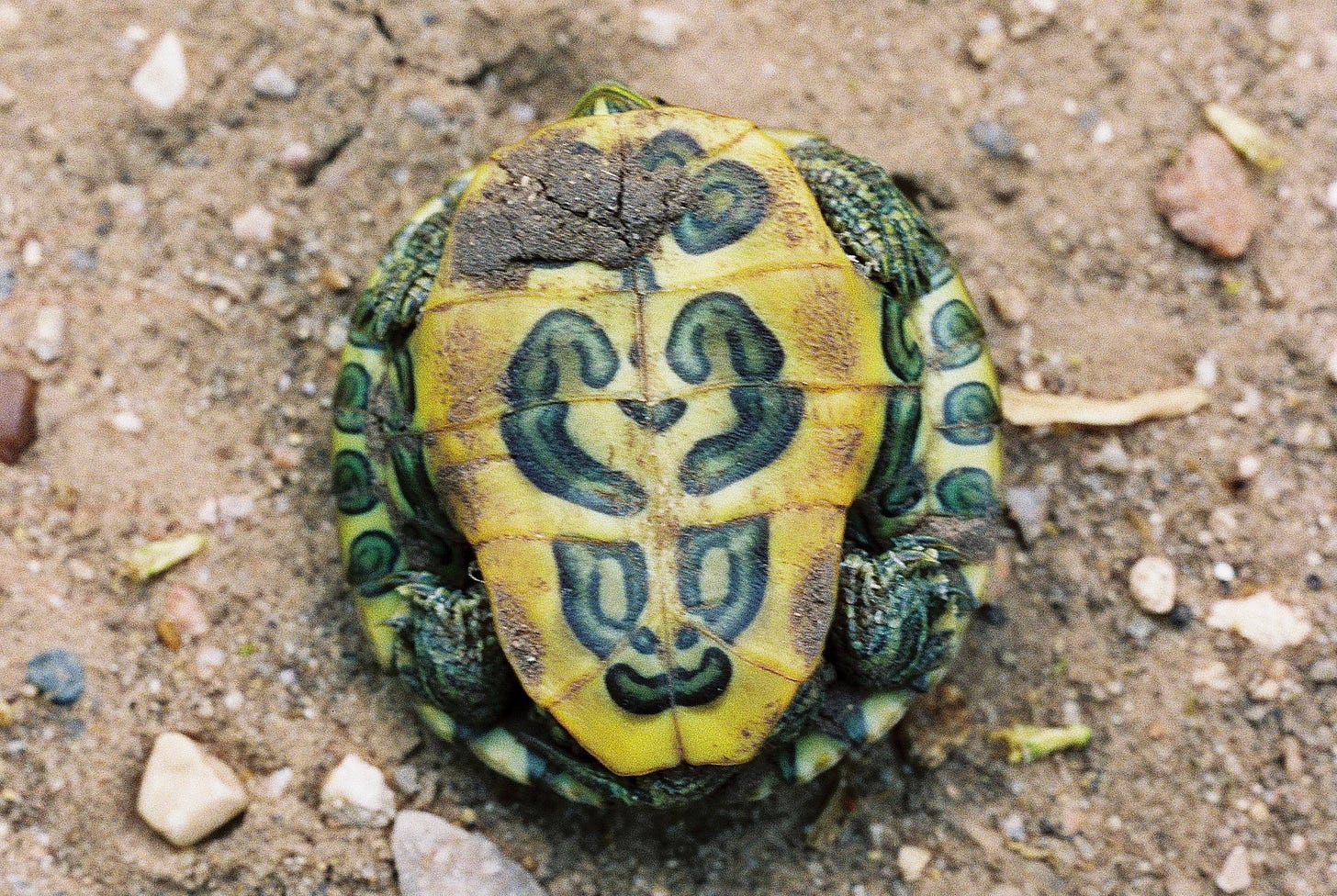 Plastron with pattern on underside of baby turtle