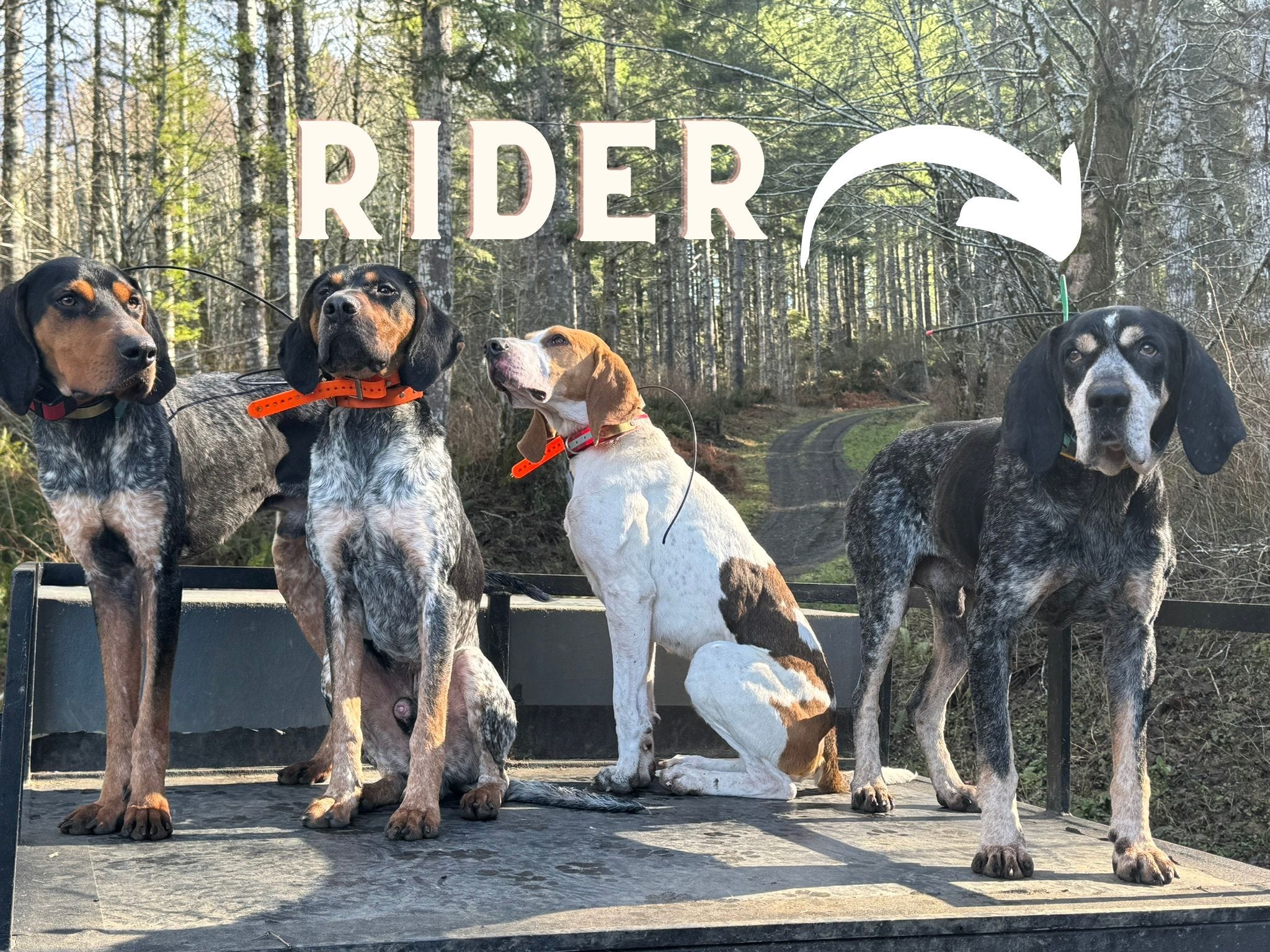 Hound on the Run | Niklas Isaac | Substack