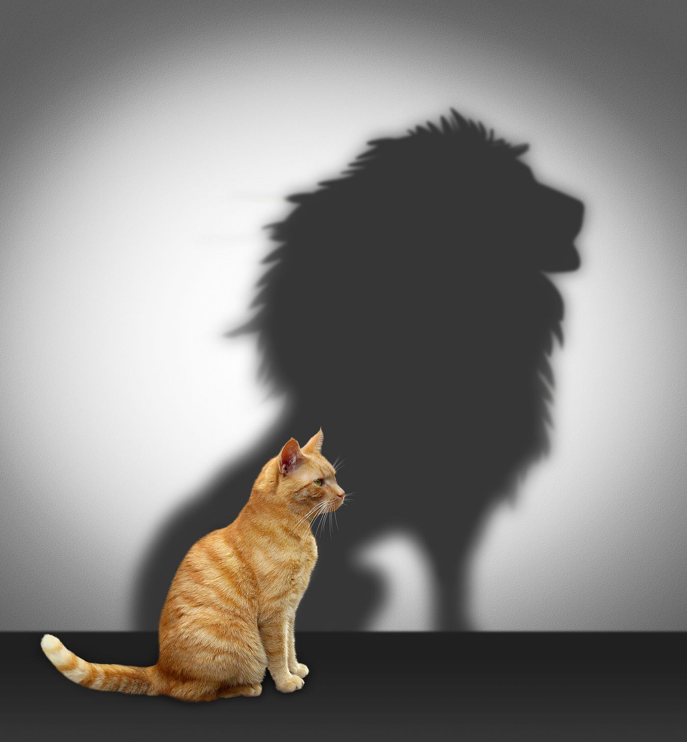 Profile view of orange cat with a shadow that depicts a lion Profile view of orange cat with a shadow that depicts a lion