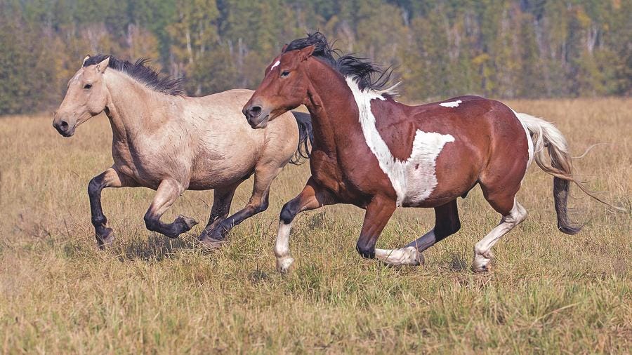 Running Horses by Gary Samples