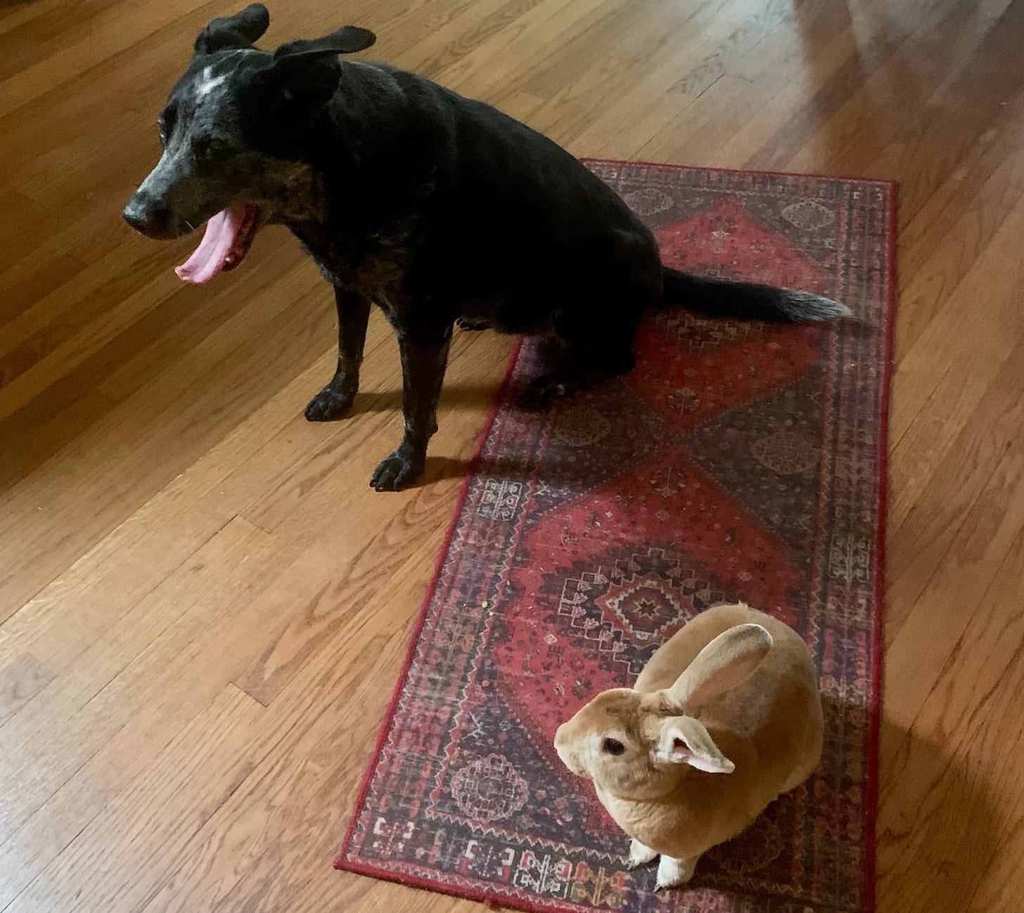 Dog and rabbit