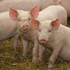 Shocking: Houston Police Trust Drunk Driver Over Black Ex-Cop Who Tried To Stop Him