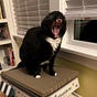 Anne Bear's avatar