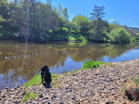 A series of images of a sunny day at the river, one with a black spaniel, one with two kids in a kayak, one a landscape