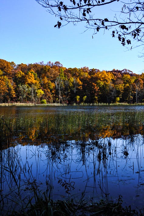 Yellow hickory, red maples, rusty dawn redwood, mixed hardwood forest on Asylum Lake, grapevines, and saffron bog Tamarack.