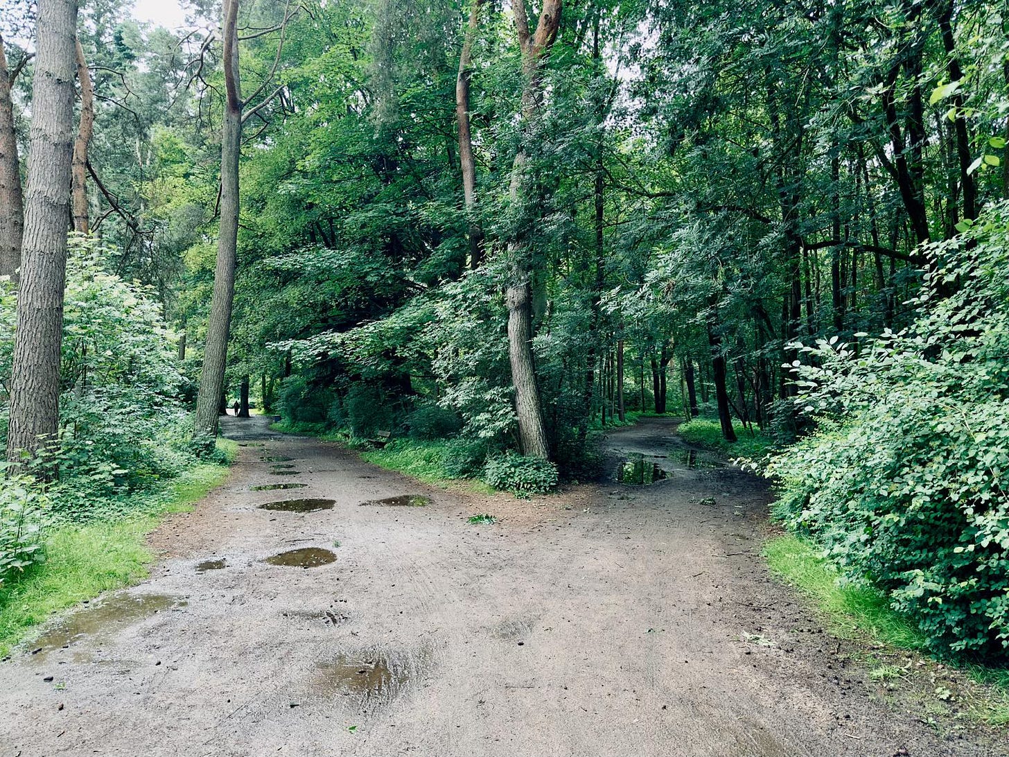 A trail path splitting into two directions through green woods on a rainy day.