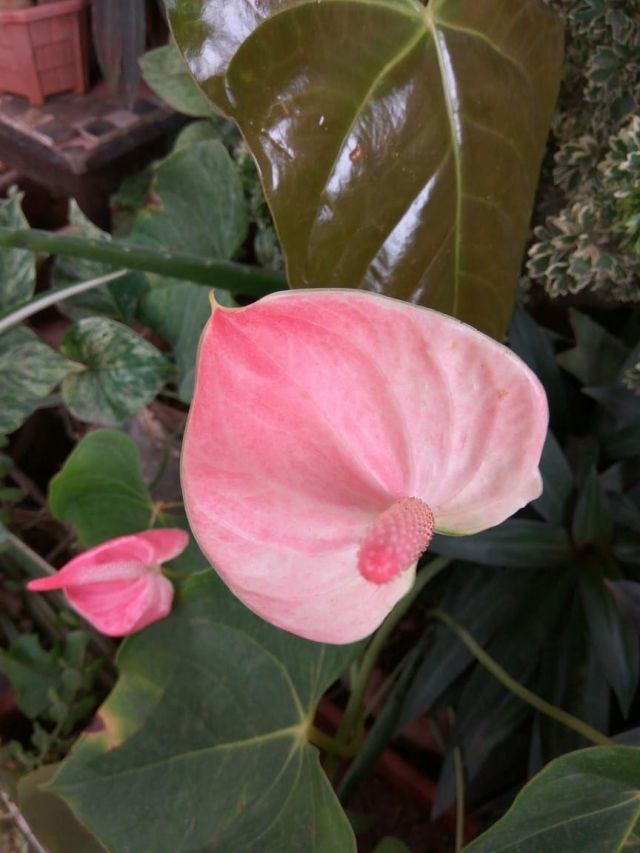 A pink flower in bloom. A pink flower in bloom.