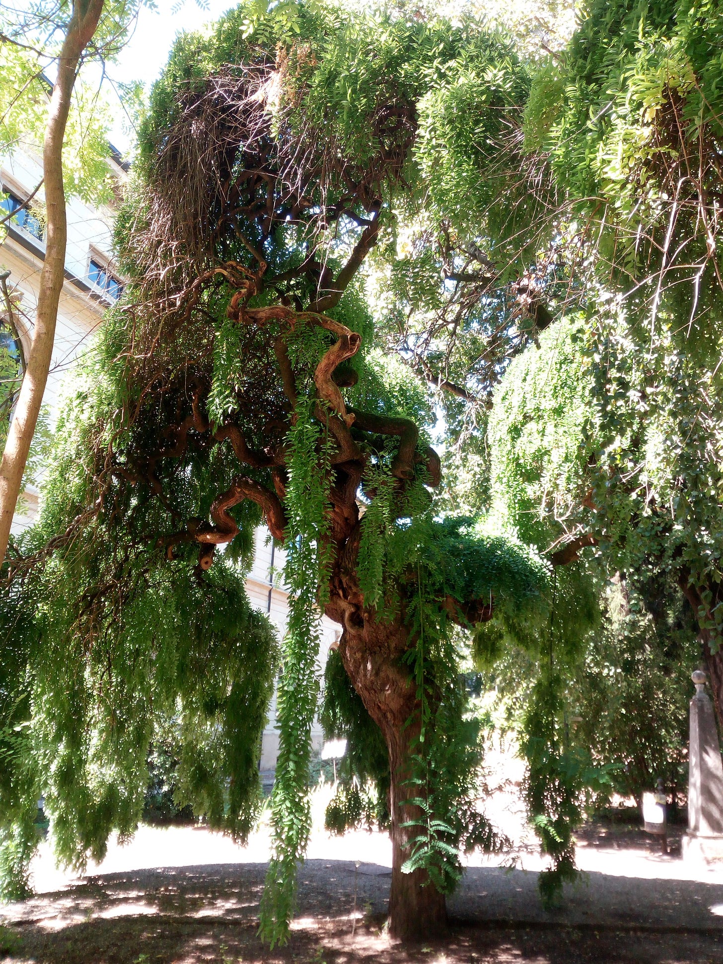 Albero foto 