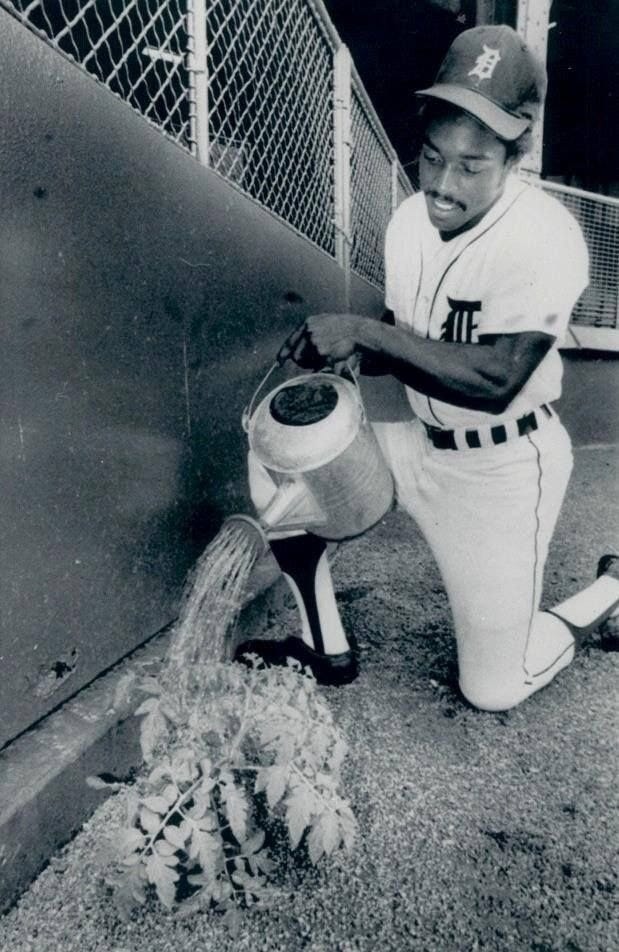 Ron LeFlore cares waters the tomato plant in his territory. Ron LeFlore cares waters the tomato plant in his territory.