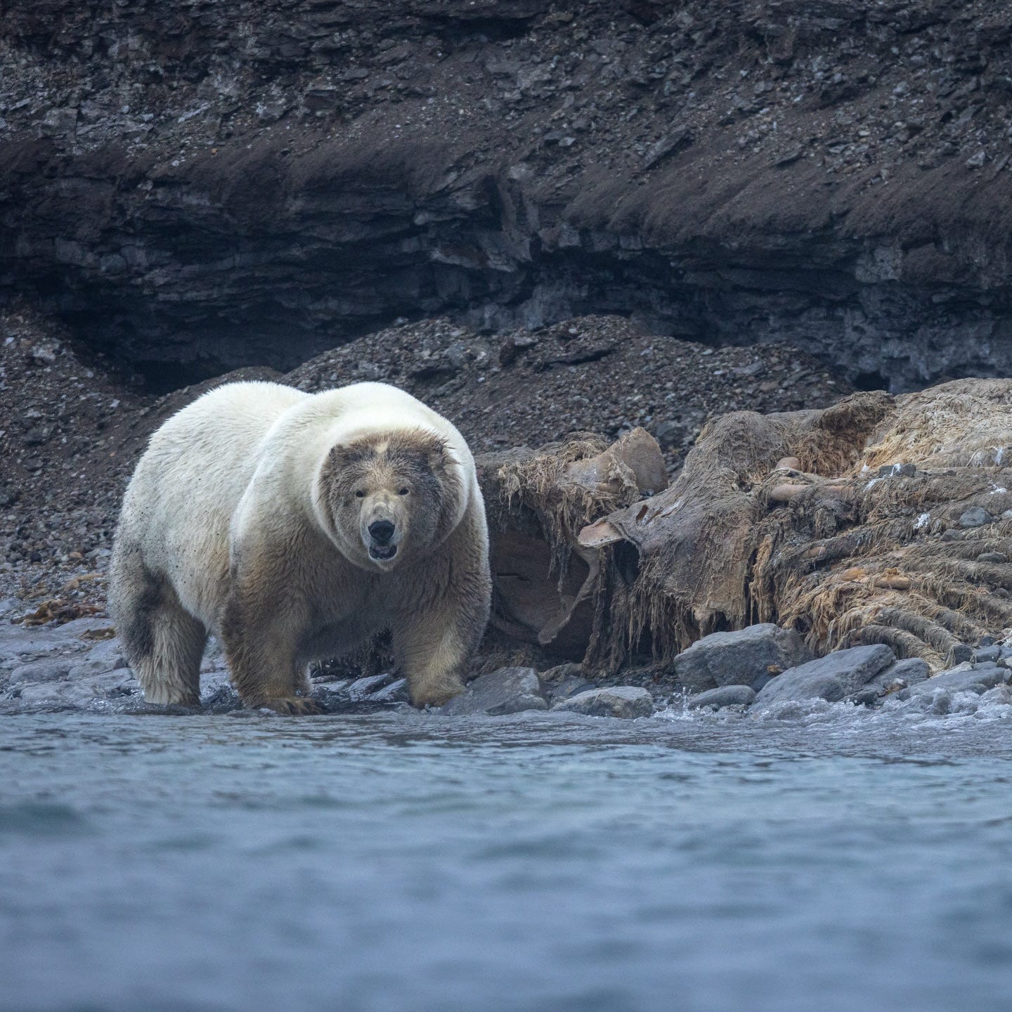 A HUGE polar bear is walking on a rocky shoreline next to a dead whale A HUGE polar bear is walking on a rocky shoreline next to a dead whale