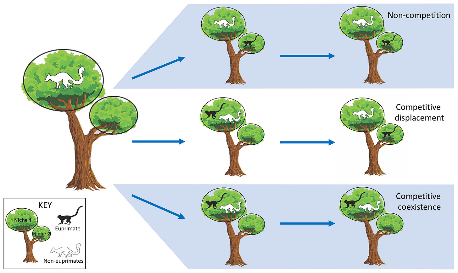 Dietary competition played a key role in the evolution of early primates |  ASU News